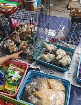 سوق لورونج كوليت بينانج